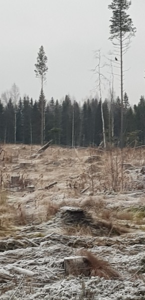 В медвежьем крае. Моя большая карельская охота