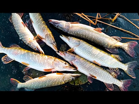 ЭТО НЕ СОН?.. ЖОР КРУПНОЙ ЩУКИ ПО ПЕРВОМУ ЛЬДУ!! Рвут ПОВОДКИ, ломают КРЮЧКИ!! Рыбалка на ЖЕРЛИЦЫ!!