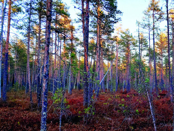 Первый мошник. Токующая птица над ведьминым кустом Первый мошник. Токующая птица над ведьминым кустом