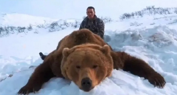 На Камчатке убийца разрыл берлогу и разорвал самку с детенышем На Камчатке убийца разрыл берлогу и разорвал самку с детенышем