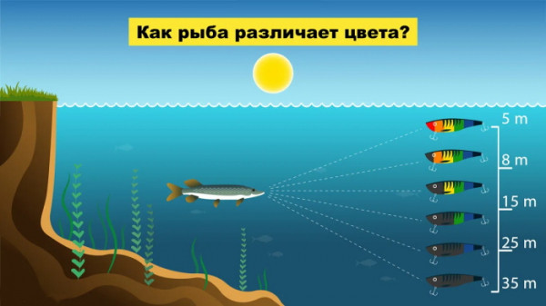Почему рыба боится тени? Как ваша фигура на берегу обрекает рыбалку на провал?
Почему рыба боится тени? Как ваша фигура на берегу обрекает рыбалку на провал?